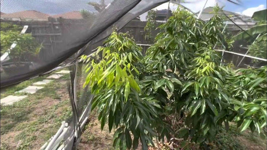 Sweetheart lychee TREE air layered (3-4 Feet Tall). Ship to all states