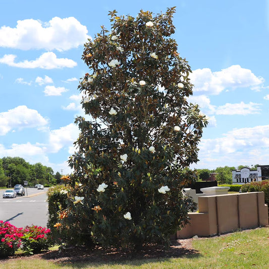 Brighter Blooms - Little Gem Magnolia Tree, 3-4 ft. - No Shipping To AZ,OR